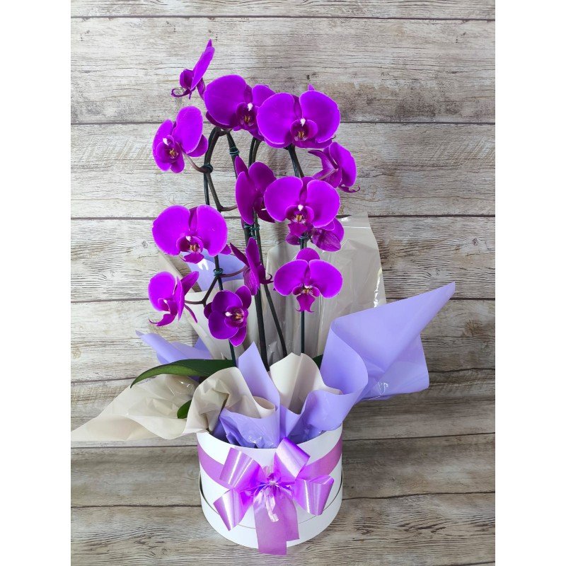 Orquídea Phalaenopsis Cascata 2 Hastes Pote 12 "Cor variada"